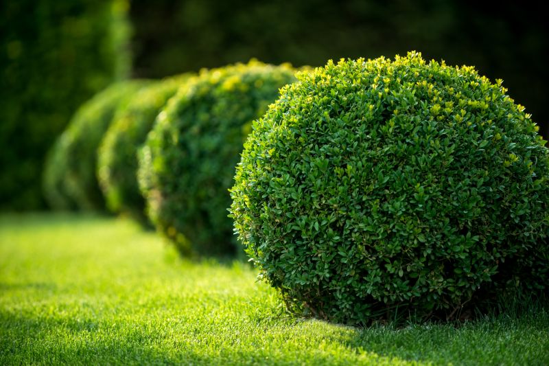Boxwood Pruning