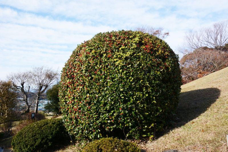 Holly Pruning
