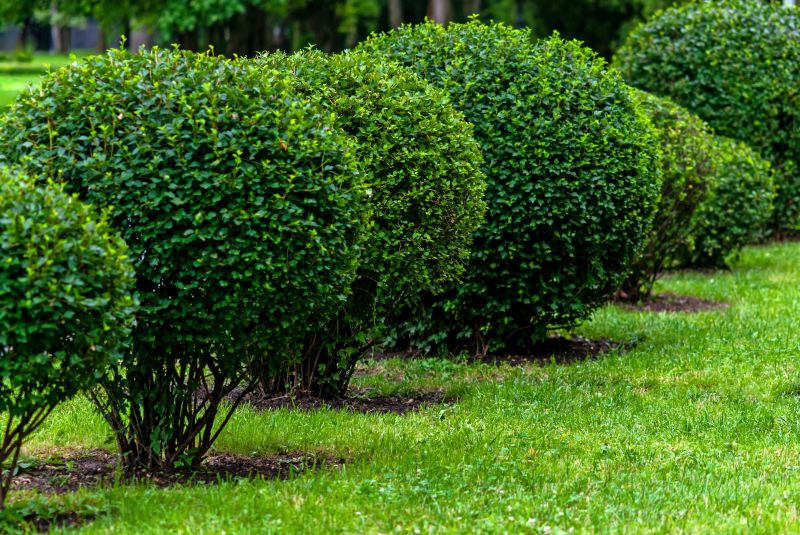 Healthy Shrubs with New Growth