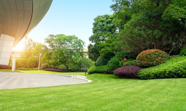 Commercial Shrub Trimming in Buford