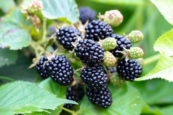 Blackberry Bush Removal in Buford