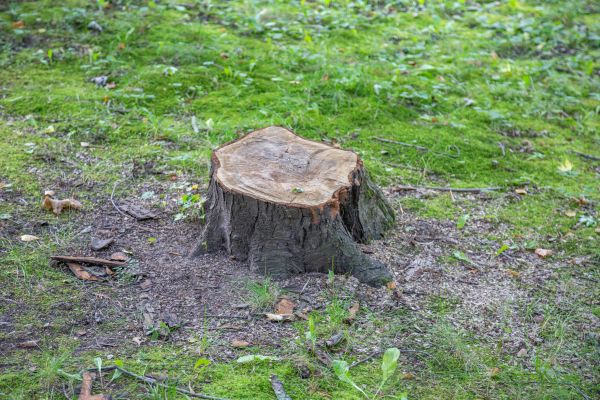 Bush Stump Removal in Buford