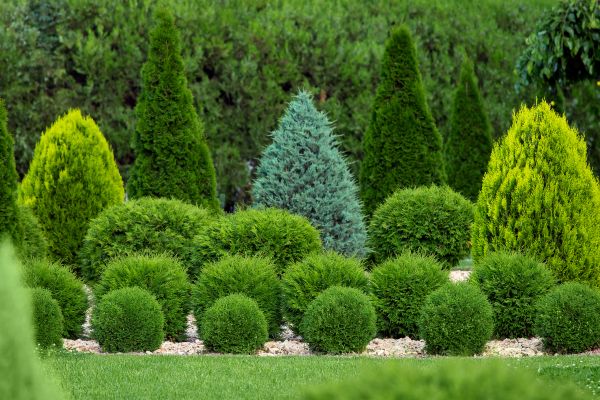 Cost of Bush Trimming Service in Buford