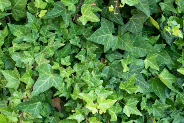 English Ivy Removal in Buford