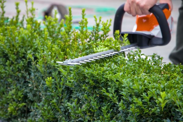 Hedge Pruning in Buford