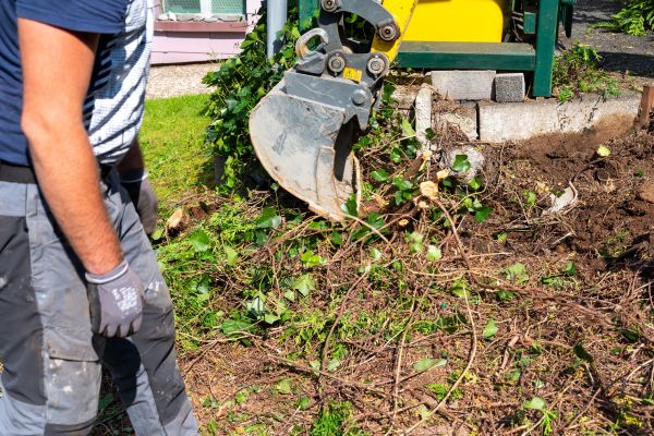 Hedge Removal Service in Buford