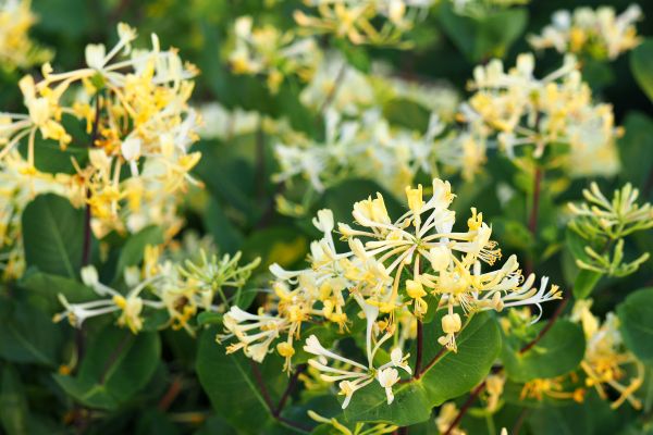 Honeysuckle Removal in Buford