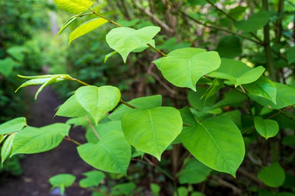 Invasive Plant Removal in Buford