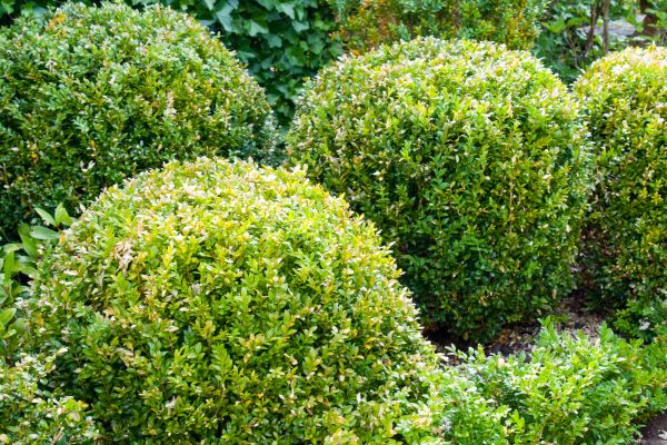 Landscape Trimming Service in Buford