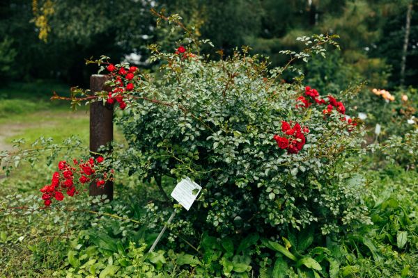 Rose Bush Removal in Buford