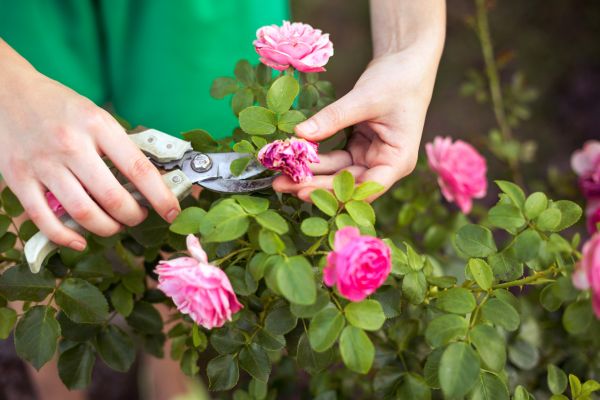 Cost of Rose Trimming in Buford
