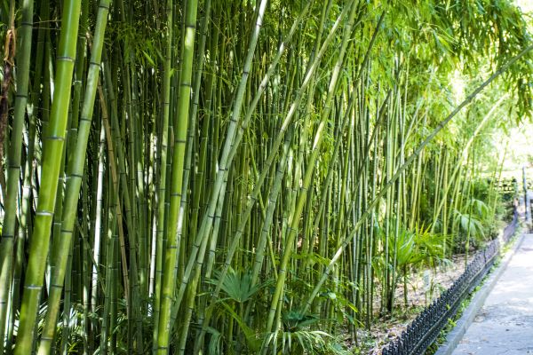 Bamboo Root Removal in Buford