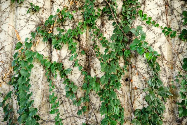 Vine Removal Service in Buford