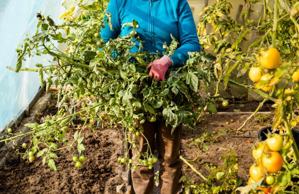 Garden Plant Removal in Buford