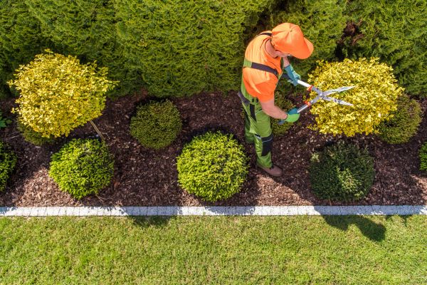 Topiary Trimming in Buford