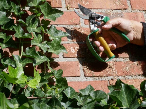 Ivy Removal Service in Buford