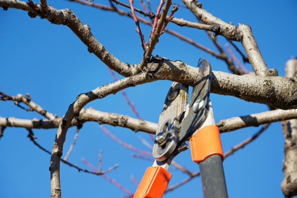 Selective Pruning in Buford
