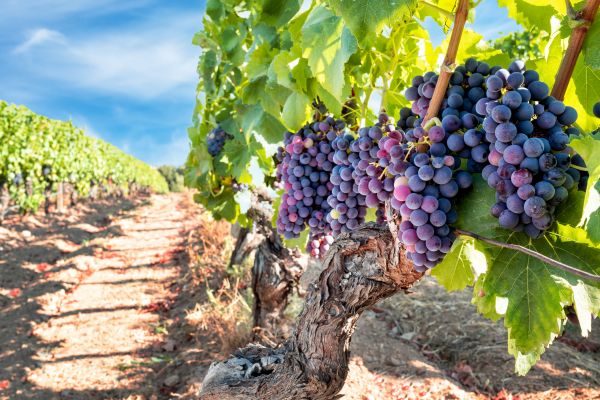 Cost of Grapevine Pruning in Buford