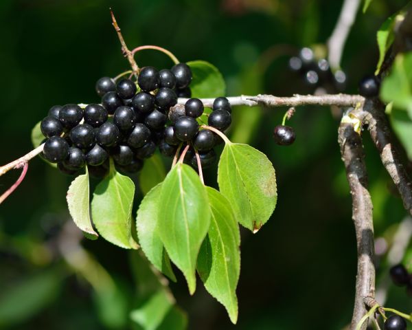 Buckthorn Removal in Buford