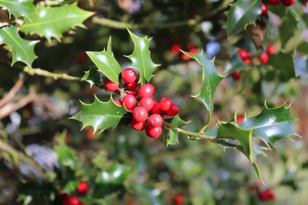Cost of Holly Tree Trimming in Buford