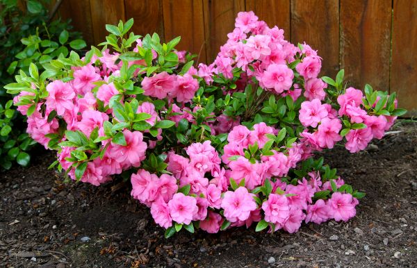 Azaleas Removal in Buford