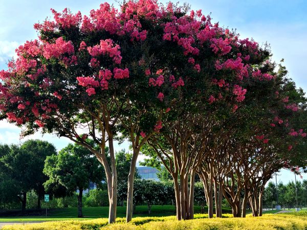 Cost of Crepe Myrtle Pruning in Buford