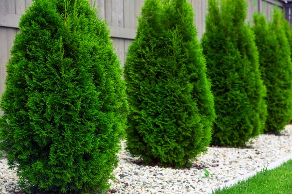Cost of Arborvitae Pruning in Buford