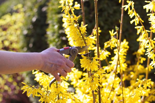 Forsythia Pruning in Buford