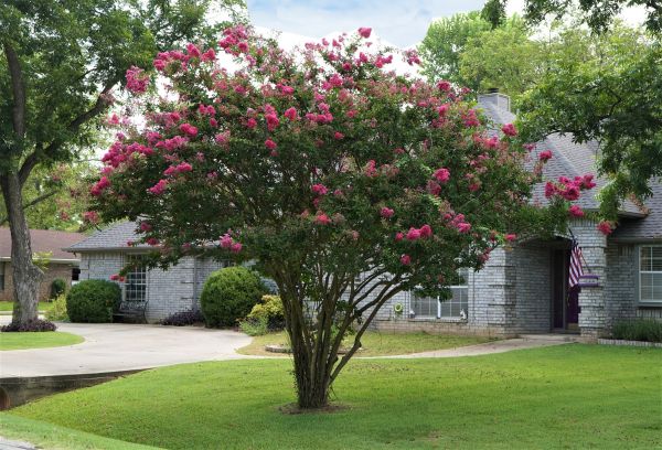Crepe Myrtle Trimming in Buford