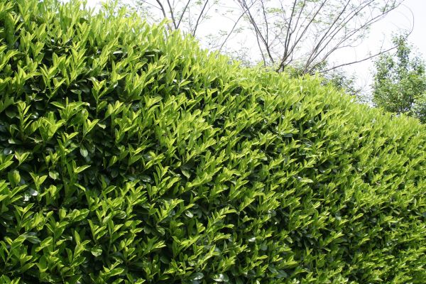 Laurel Shrub Removal in Buford
