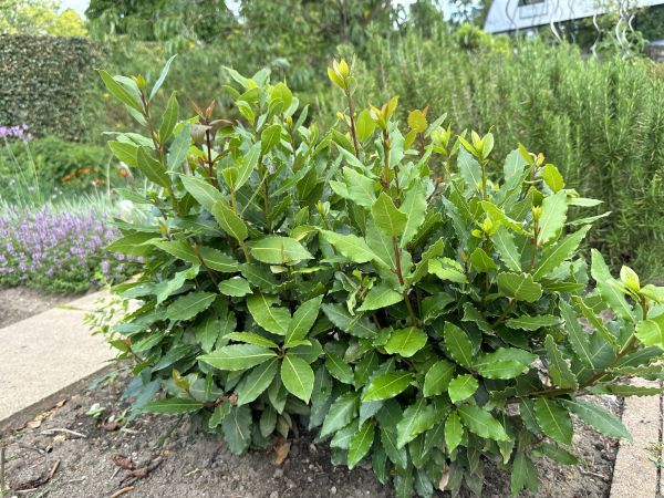 Laurel Hedge Removal in Buford