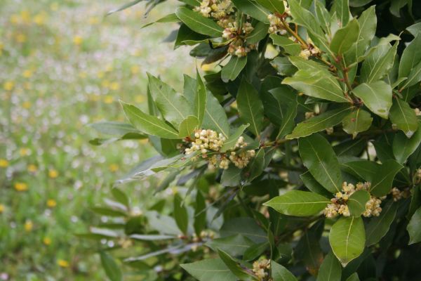 Laurel Trimming in Buford