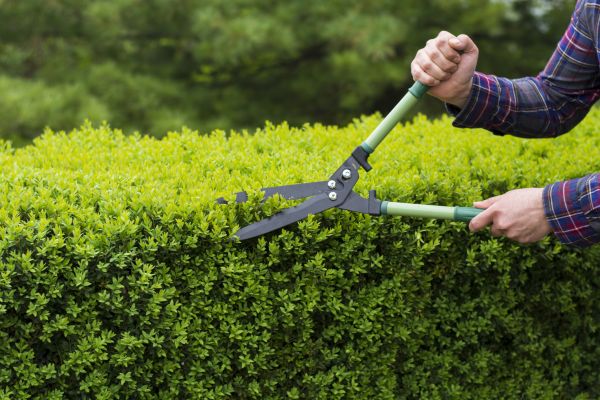 Evergreen Shrub Pruning in Buford