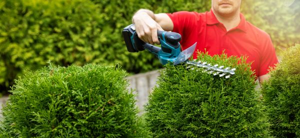 Hedge Shaping Service in Buford