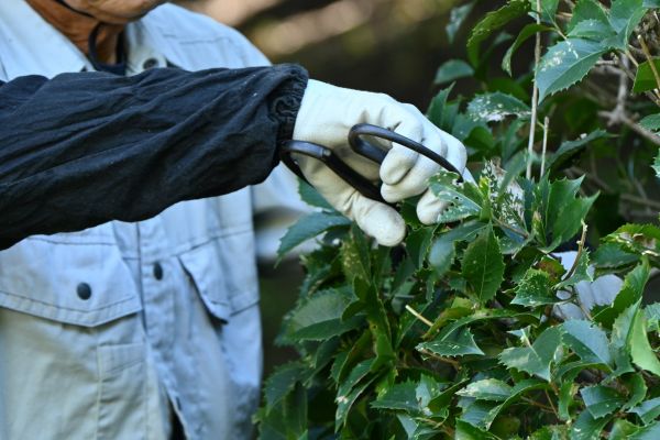 Holly Pruning in Buford