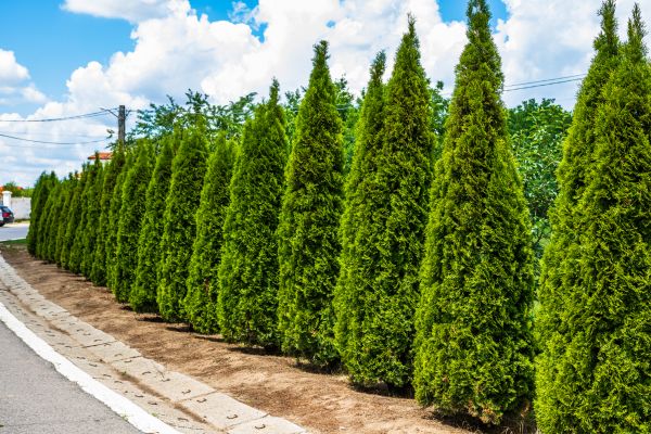 Arborvitae Shearing in Buford