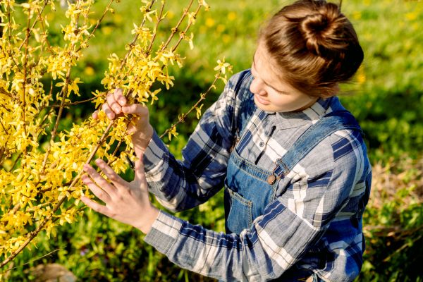 Cost of Forsythia Trimming in Buford