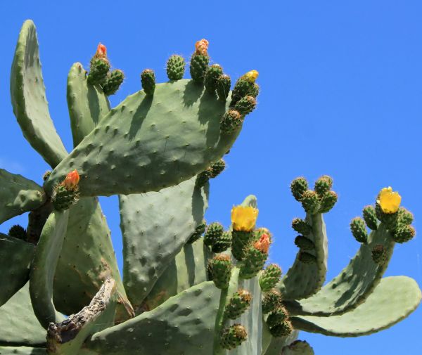 Cactus Removal in Buford