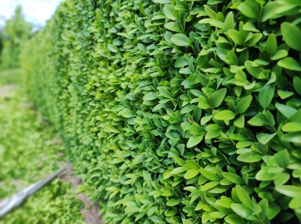 Cost of Boxwood Pruning in Buford