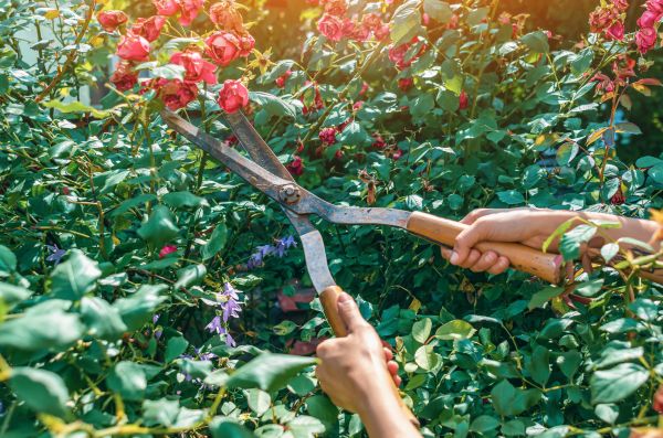 Knockout Roses Pruning in Buford