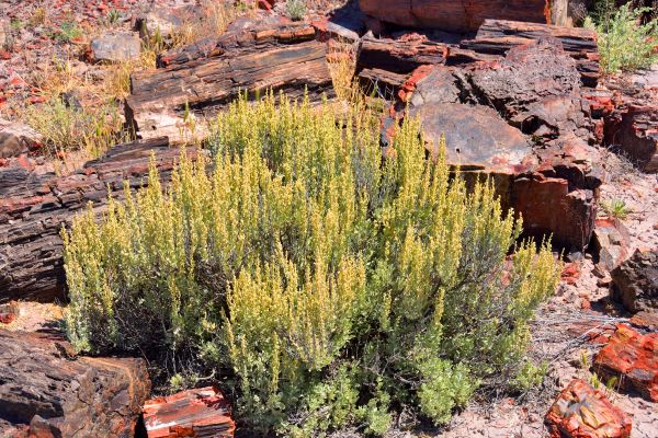 Sagebrush Removal in Buford