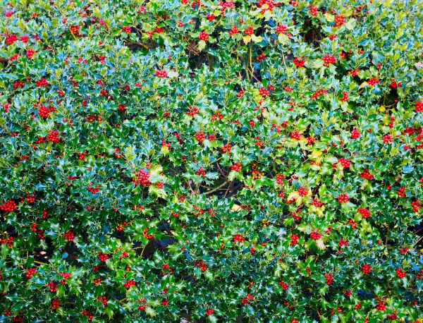 Holly Bush Removal in Buford