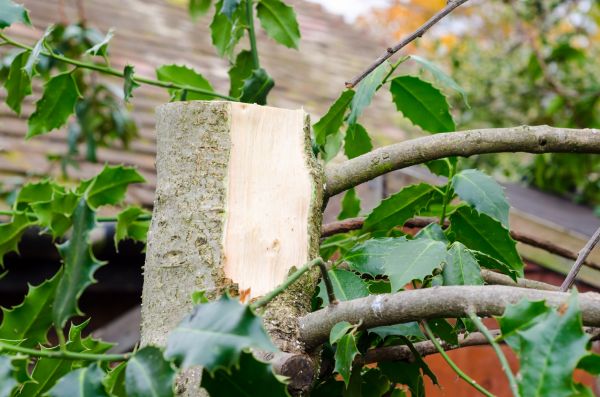 Holly Tree Removal in Buford