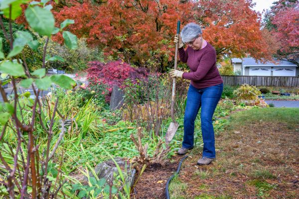 Dead Bush Removal in Buford