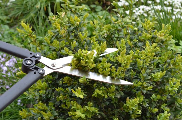 Cost of Boxwood Trimming in Buford