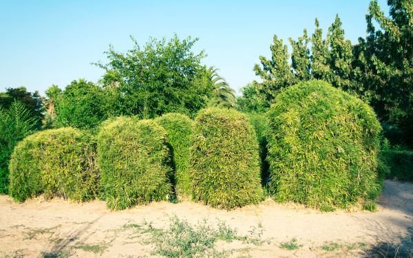 Bamboo Hedge Removal in Buford