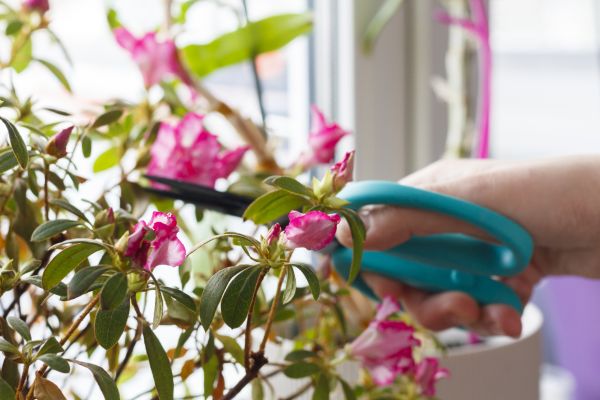 Azalea Pruning in Buford