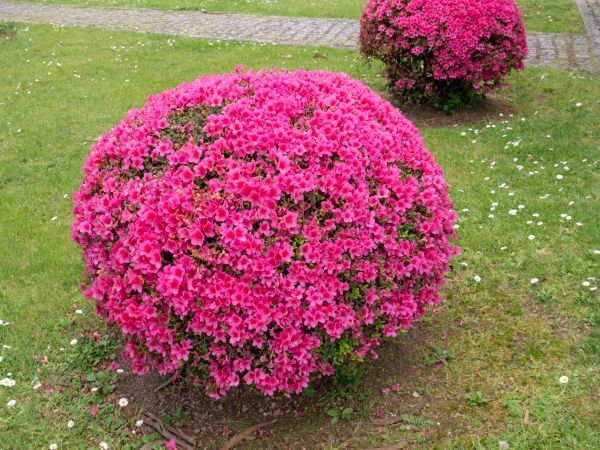 Cost of Rhododendron Pruning in Buford