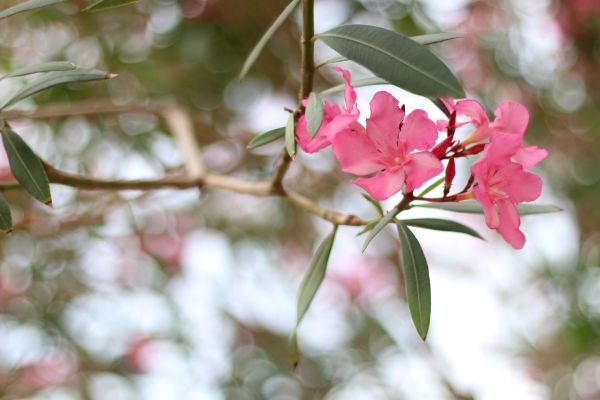 Oleander Removal in Buford