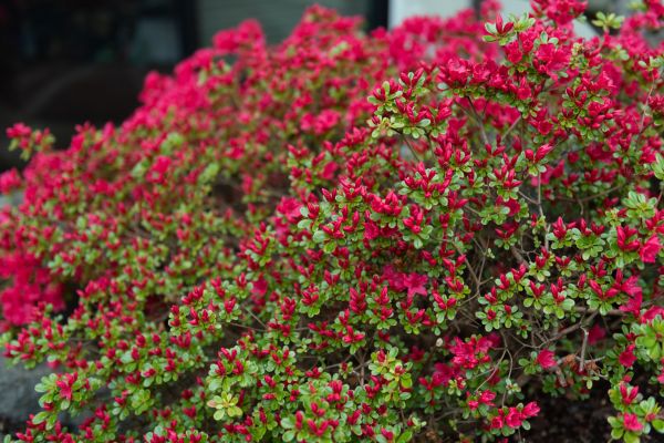 Weigela Removal Service in Buford